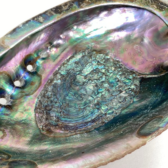 Green Abalone Sea Shell One Side Polished Natural Beach Craft 5.5" X 4.25" - Picture 6 of 15